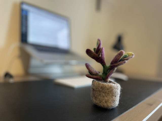 पोर्ट्रेट मोड और धुंधली पृष्ठभूमि के साथ डेस्क पर पौधे की iPhone तस्वीर