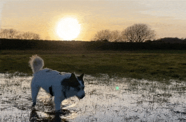 „Live Photos“ ciklo efektas šuniui vaikščiojant vandenyje.