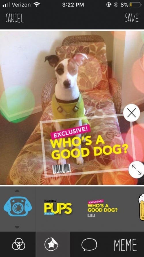The Ultimate App for Dog Photos: BarkCam