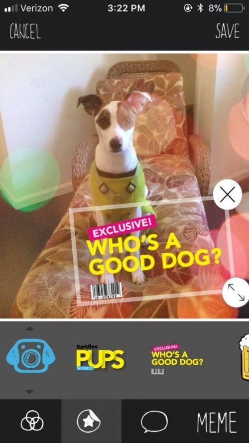 Den ultimata appen för hundbilder: BarkCam